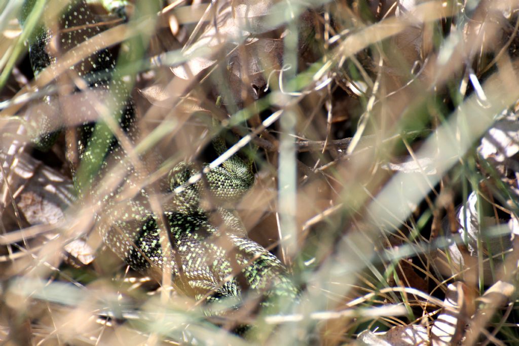 Lacerta bilineata.